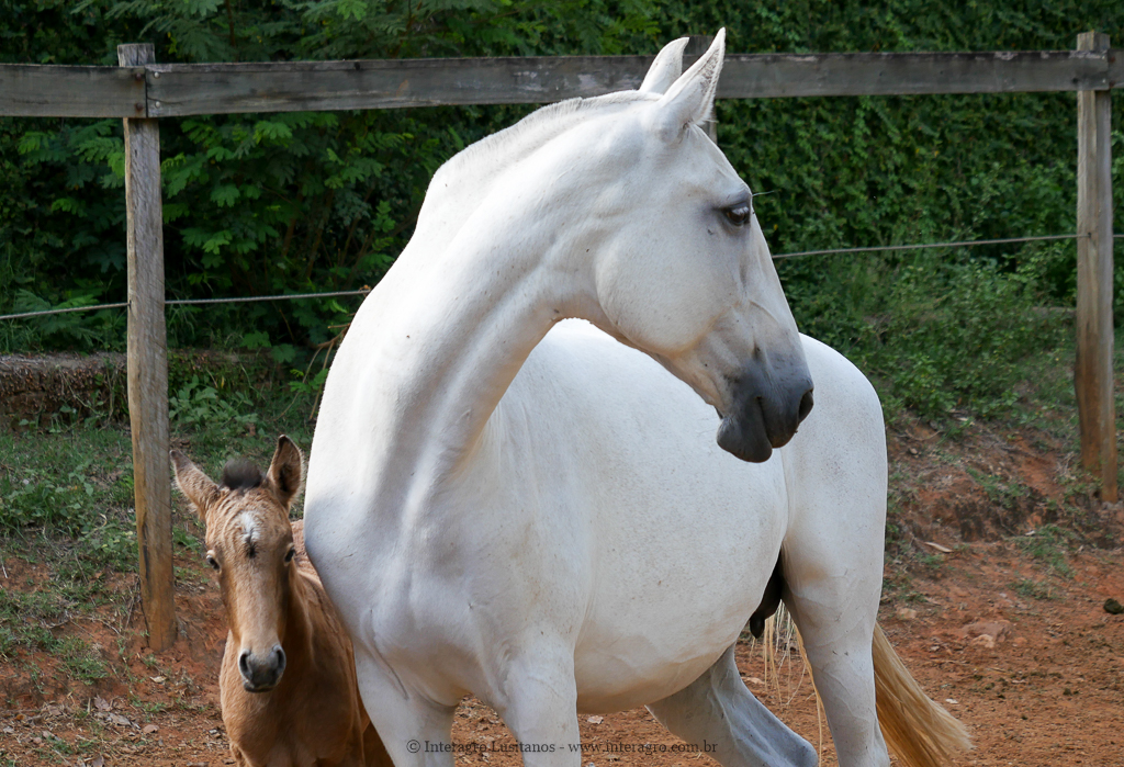 Duqueza Interagro/Interagro Lusitanos
