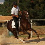 Divisadero Interagro, garanhão Lusitano alazão