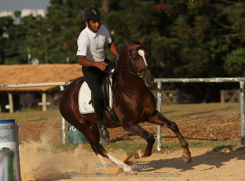 Divisadero Interagro, garanhão Lusitano alazão