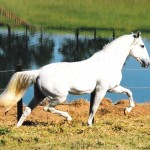 Emir II (MV)/Interagro Lusitanos