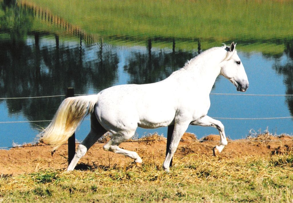 Emir II (MV)/Interagro Lusitanos