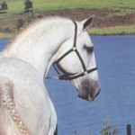 Emir II (MV)/Alexandre Sampaulo