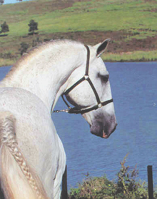 Emir II (MV)/Alexandre Sampaulo