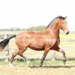 Enfática Interagro/Interagro Lusitanos