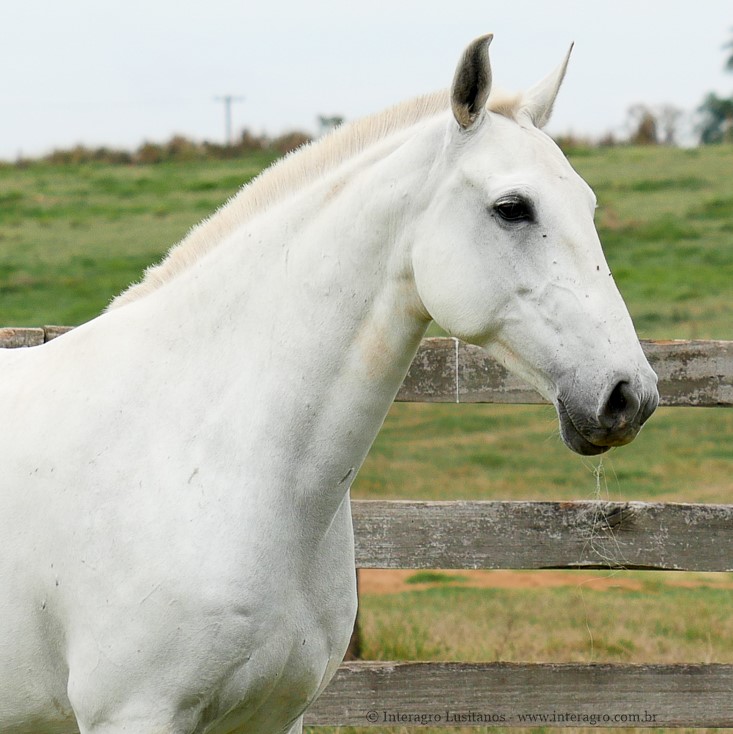 Erigone Interagro/Interagro Lusitanos