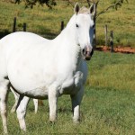 Espora Interagro/Interagro Lusitanos