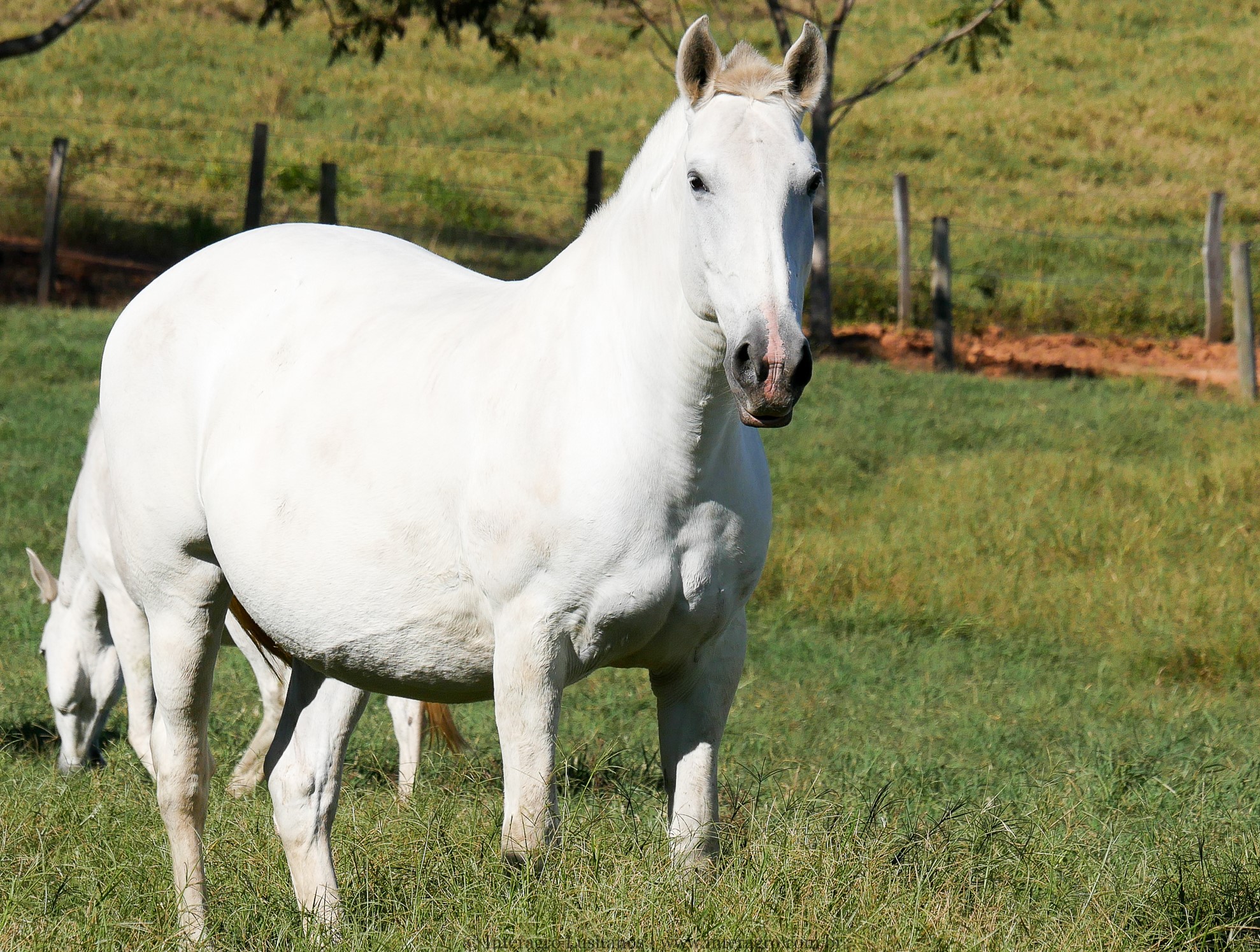 Espora Interagro/Interagro Lusitanos