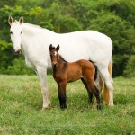 Europa do TOP/Interagro Lusitanos