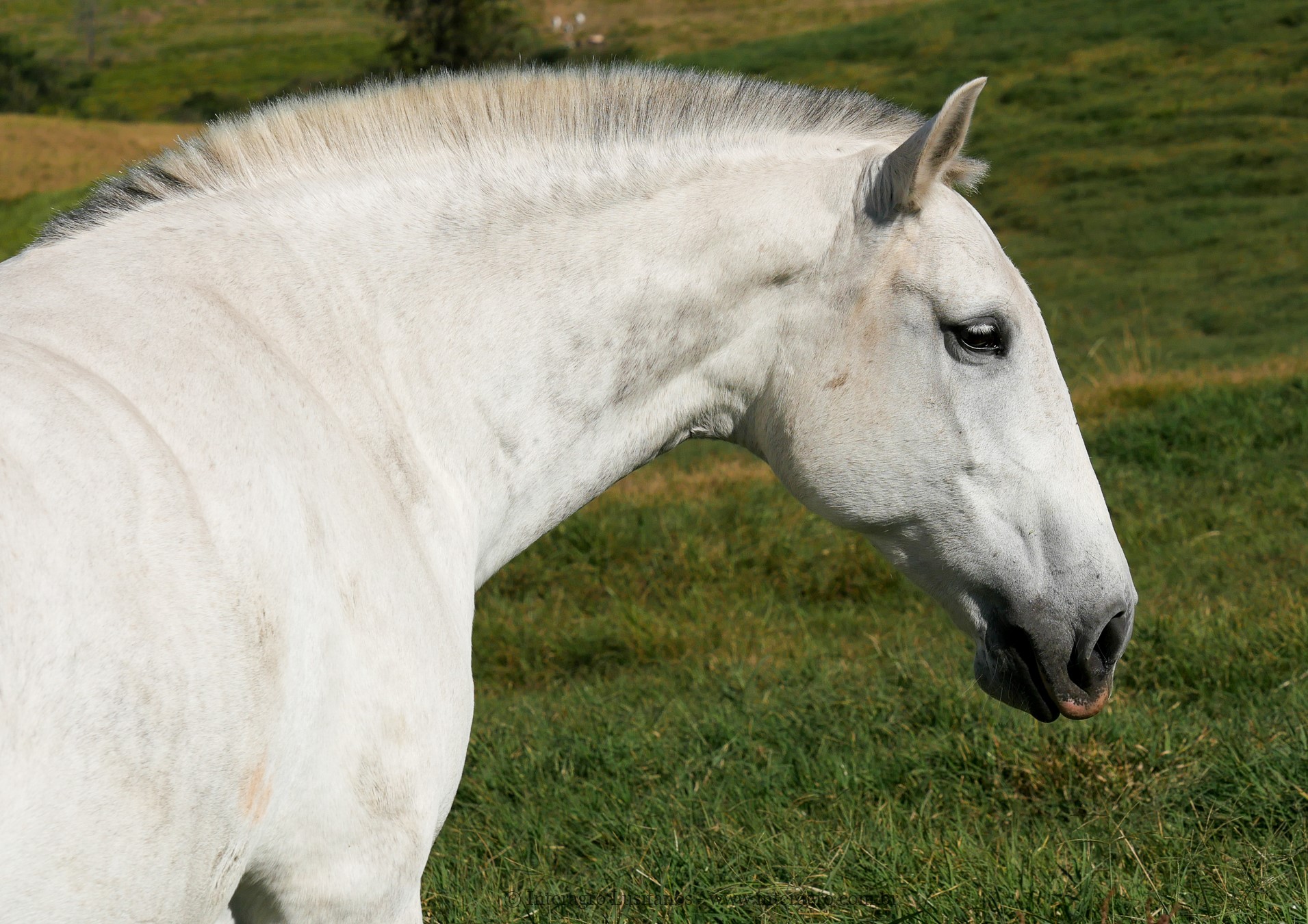 Fabíola Interagro/Interagro Lusitanos
