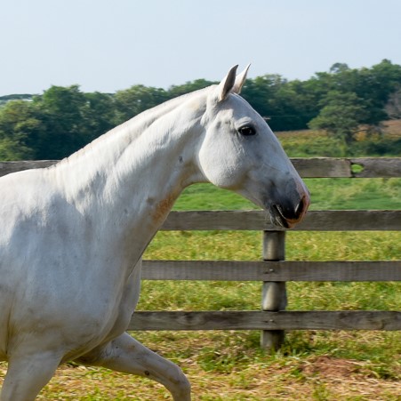 First Lady Interagro/Martina Brandes