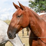 Guria Interagro/Interagro Lusitanos