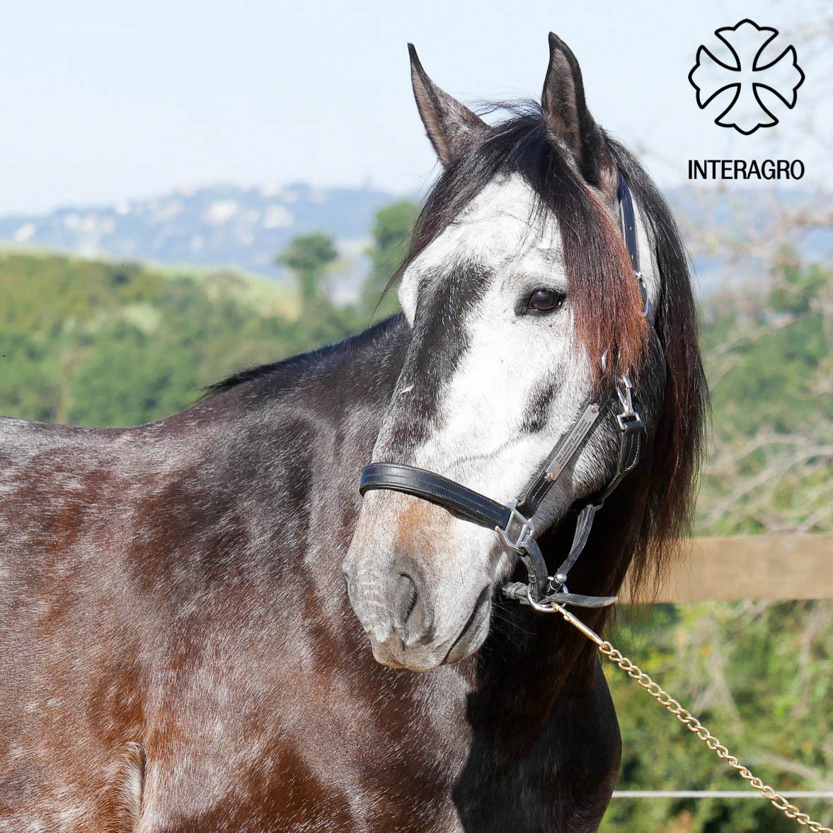 Gauguin Interagro