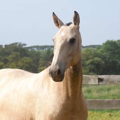 Gazela Interagro/Martina Brandes