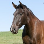 Gravura Interagro/Interagro Lusitanos