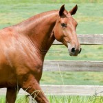 Guria Interagro/Interagro Lusitanos