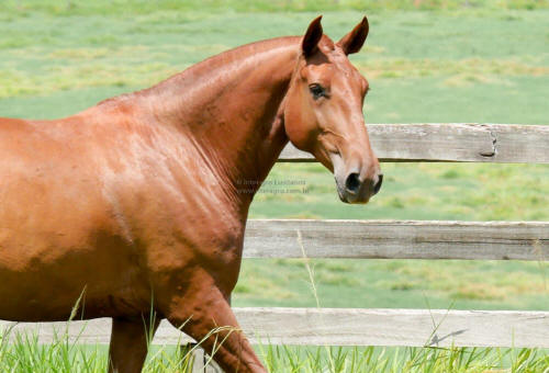 Guria Interagro/Interagro Lusitanos