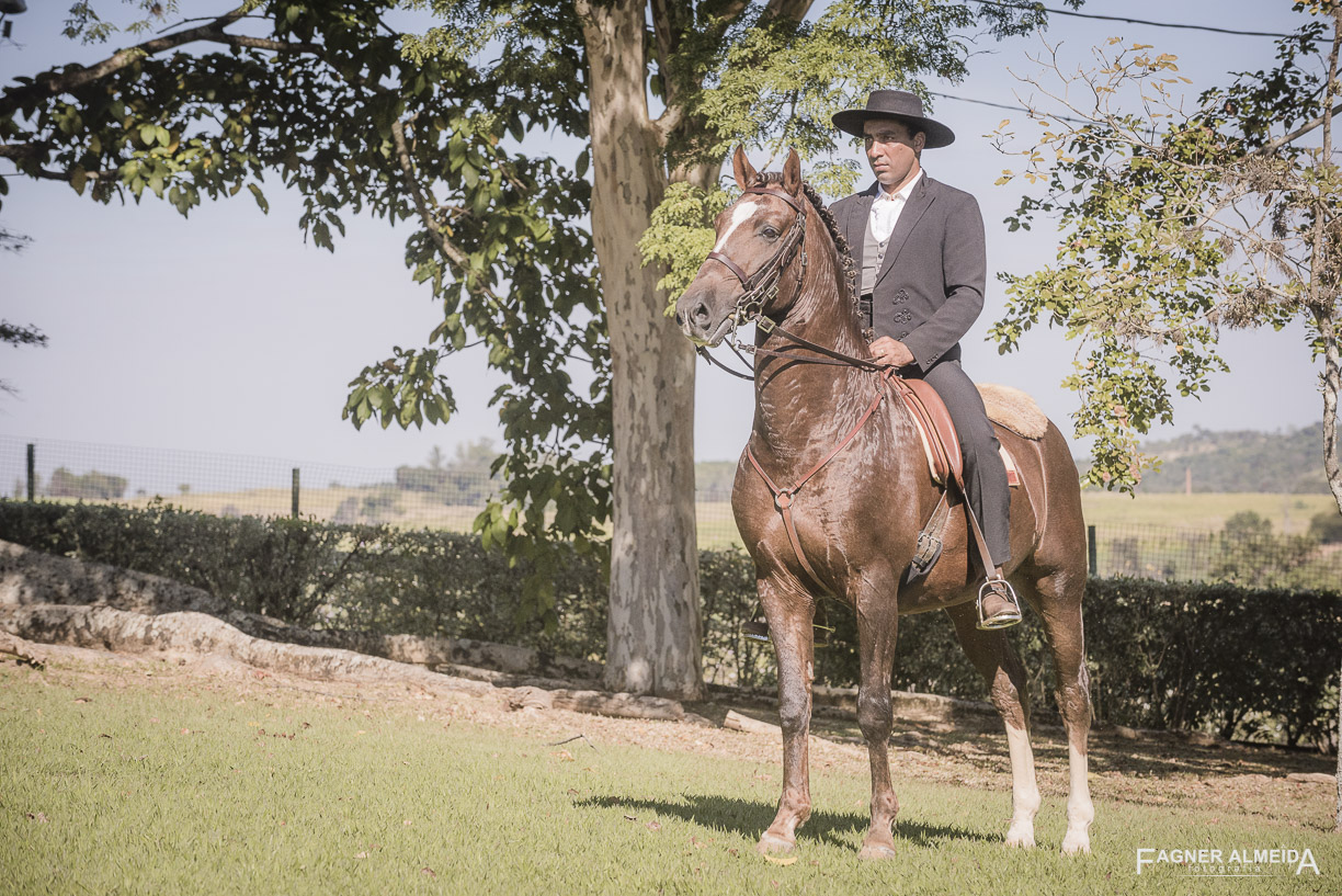 Divisadero Interagro, garanhão Lusitano alazão