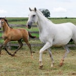 Baby Interagro e Procer Interagro por Bungo Interagro/Interagro Lusitanos