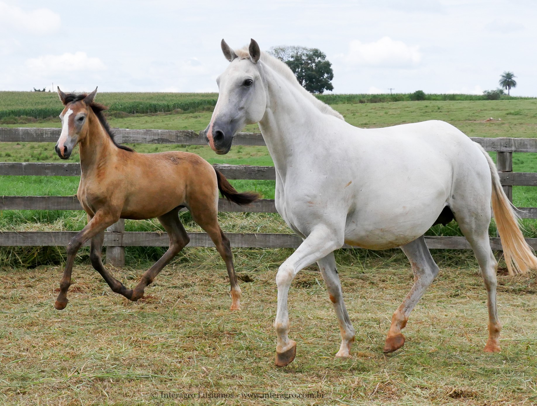 Baby Interagro e Procer Interagro por Bungo Interagro/Interagro Lusitanos