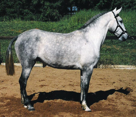 Ordenada (MV)