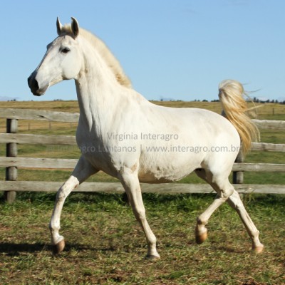 Virginia Interagro/Interagro Lusitanos