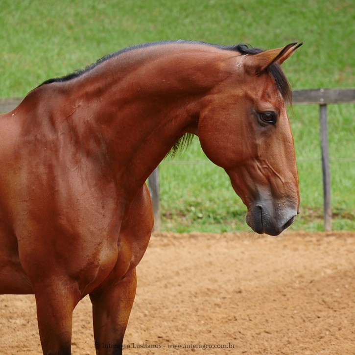 Zigurate Interagro/Interagro Lusitanos