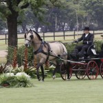 Comanche Interagro/Interagro Lusitanos