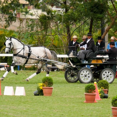 Herbert Interagro/Interagro Lusitanos