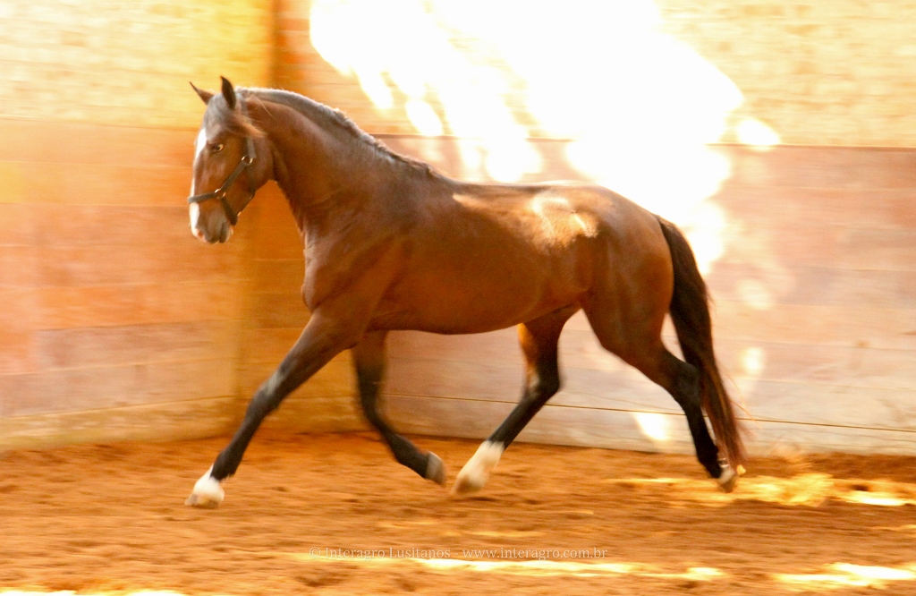 Hectar Interagro/Interagro Lusitanos