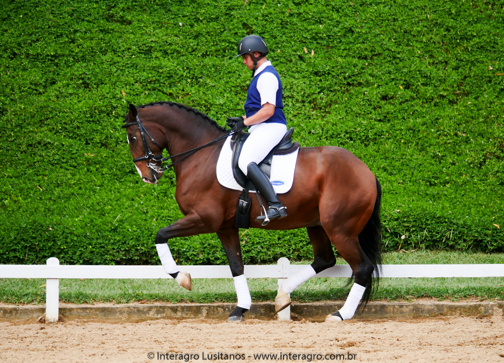 Hectar Interagro, Lusitano competindo em Série Forte II/Foto: Interagro Lusitanos