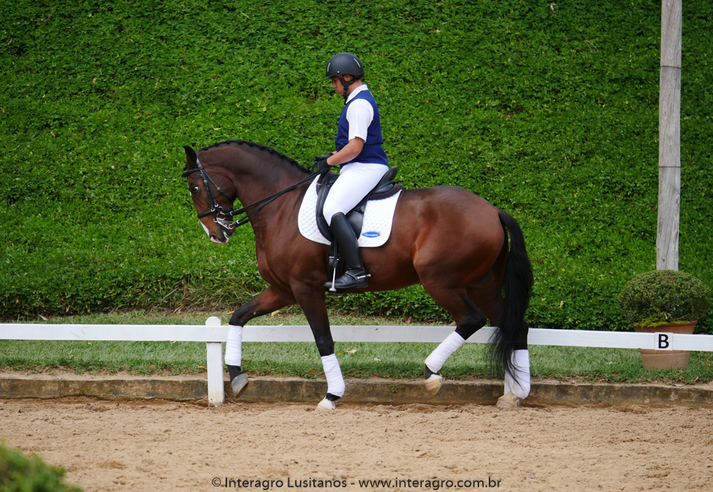 Hectar Interagro, Lusitano competindo em Série Forte II/Foto: Interagro Lusitanos