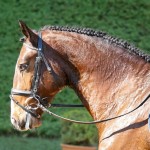 Alexandre Souza & Hectar Interagro/Interagro Lusitanos