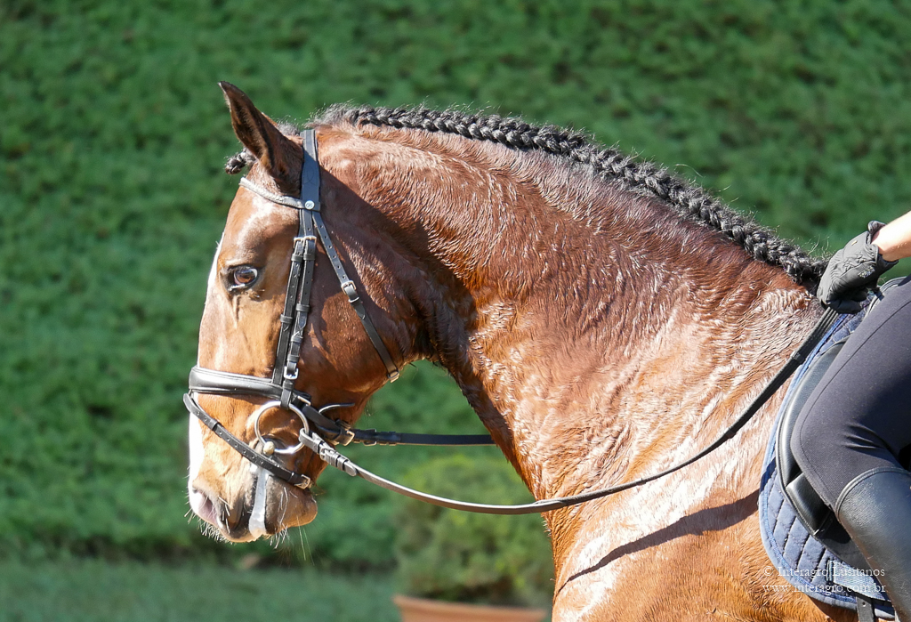 Alexandre Souza & Hectar Interagro/Interagro Lusitanos
