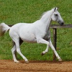 Valerius Interagro/Interagro Lusitanos