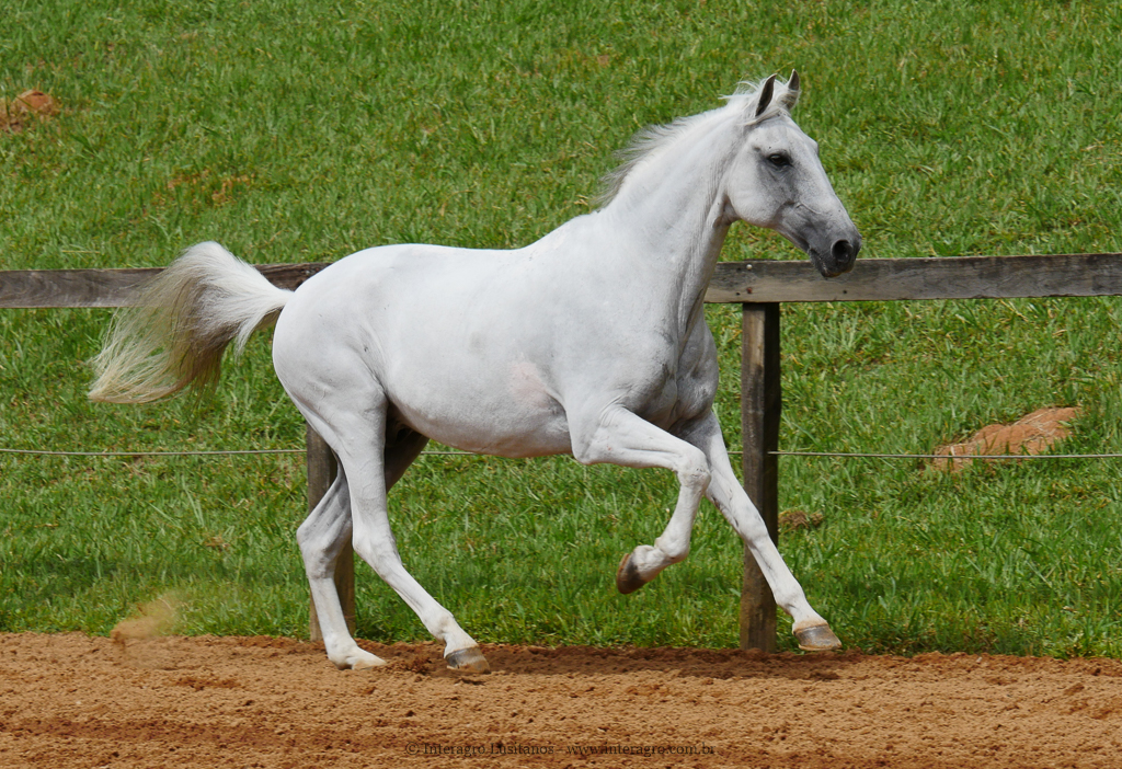 Valerius Interagro/Interagro Lusitanos
