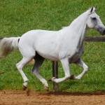 Valerius Interagro/Interagro Lusitanos