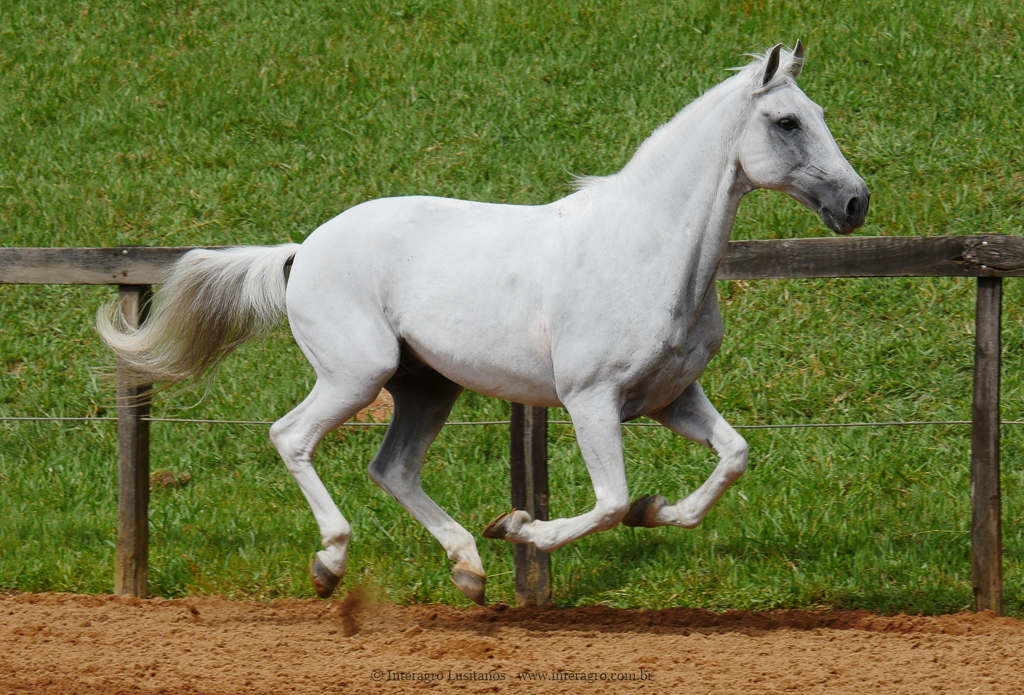 Valerius Interagro/Interagro Lusitanos