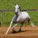 Valerius Interagro/Interagro Lusitanos