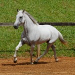 Valerius Interagro/Interagro Lusitanos