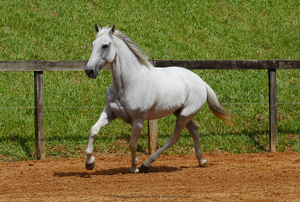 Valerius Interagro/Interagro Lusitanos