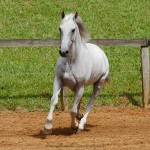 Valerius Interagro/Interagro Lusitanos