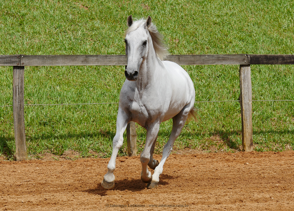 Valerius Interagro/Interagro Lusitanos