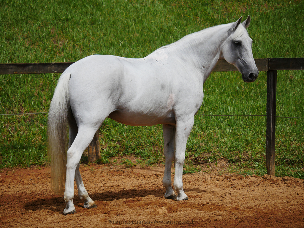 Valerius Interagro/Interagro Lusitanos