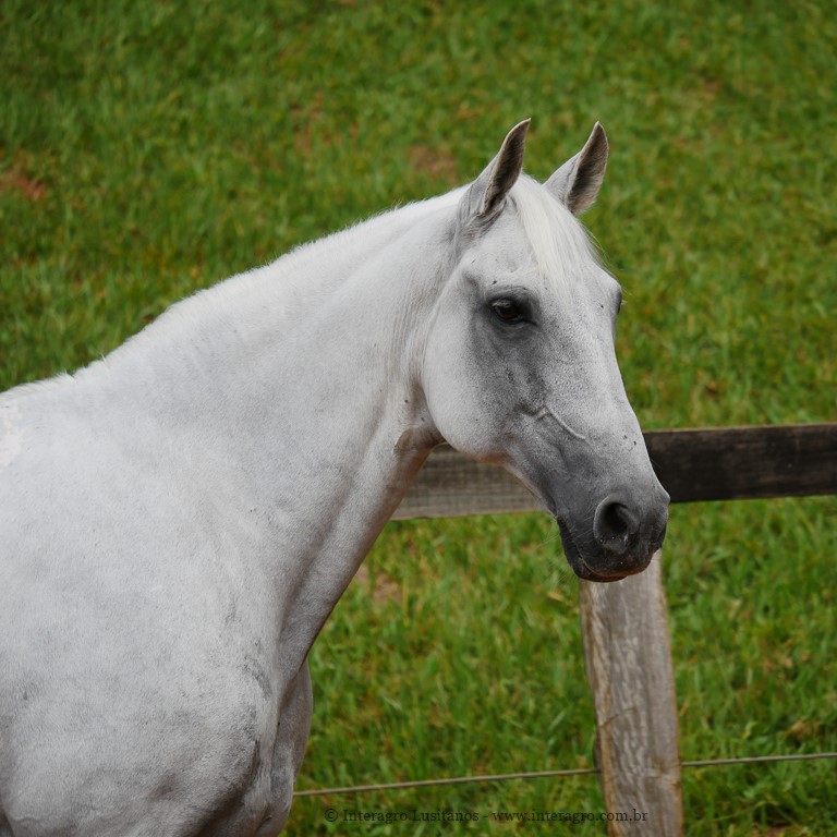 Valerius Interagro/Interagro Lusitanos