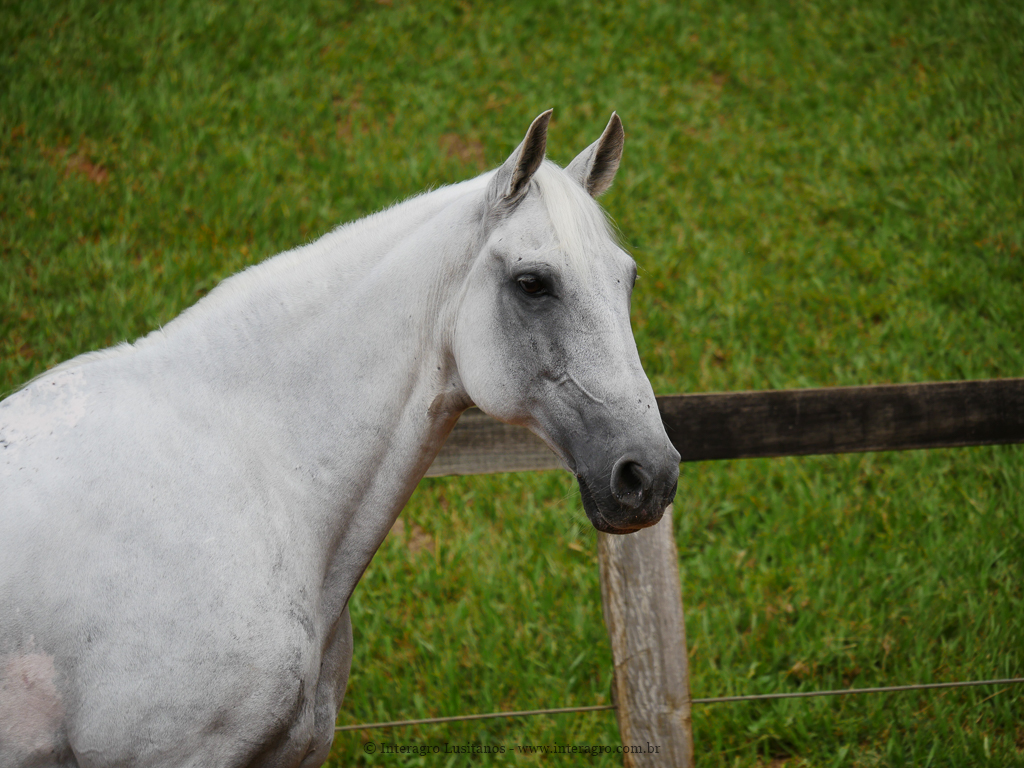 Valerius Interagro/Interagro Lusitanos