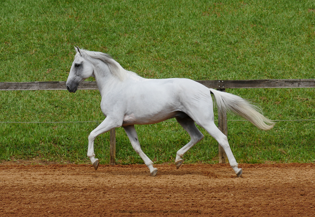 Valerius Interagro/Interagro Lusitanos