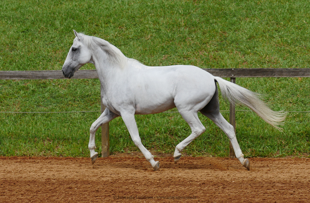 Valerius Interagro/Interagro Lusitanos
