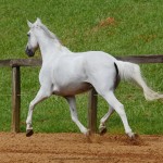 Valerius Interagro/Interagro Lusitanos