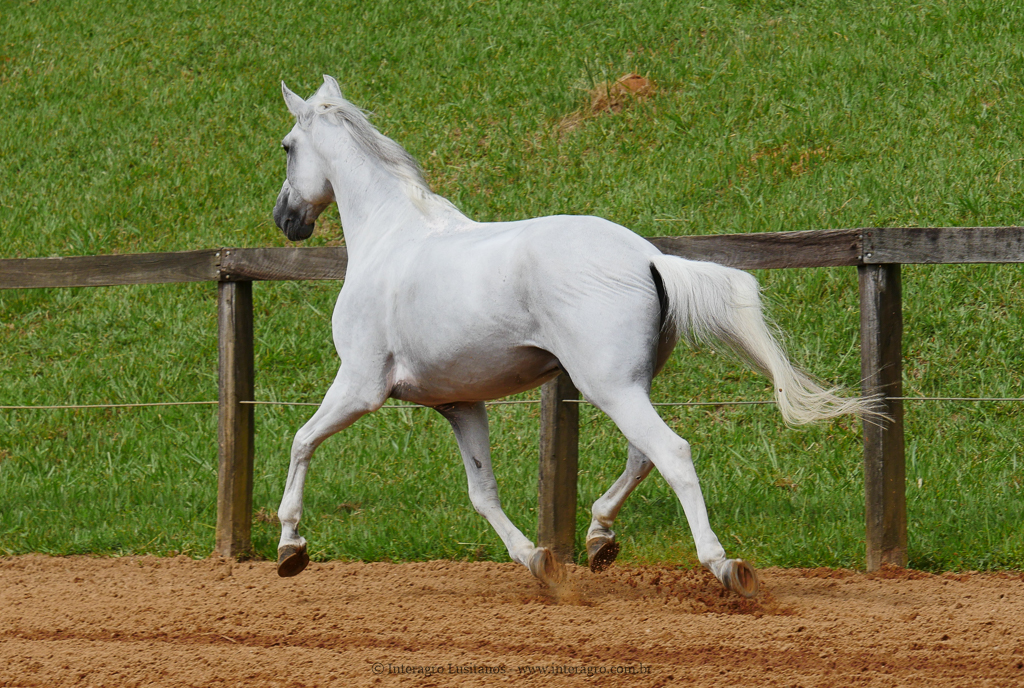 Valerius Interagro/Interagro Lusitanos
