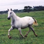 Garbosa II (RC)/Interagro Lusitanos